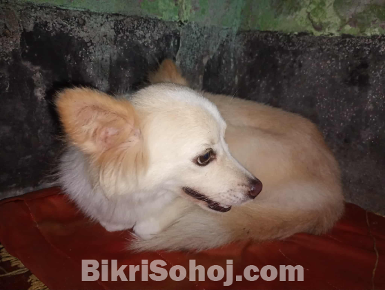 Spitz Dog sell  post (6-7 month Age)